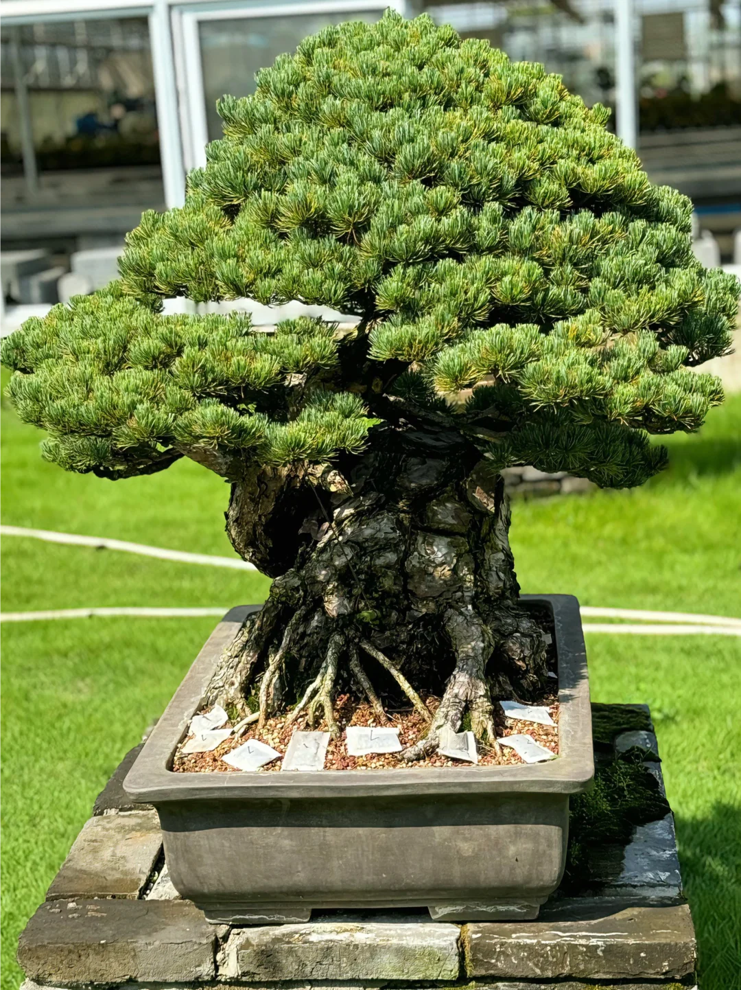 强壮 威武 霸气 就是年纪有点大的朋友😂