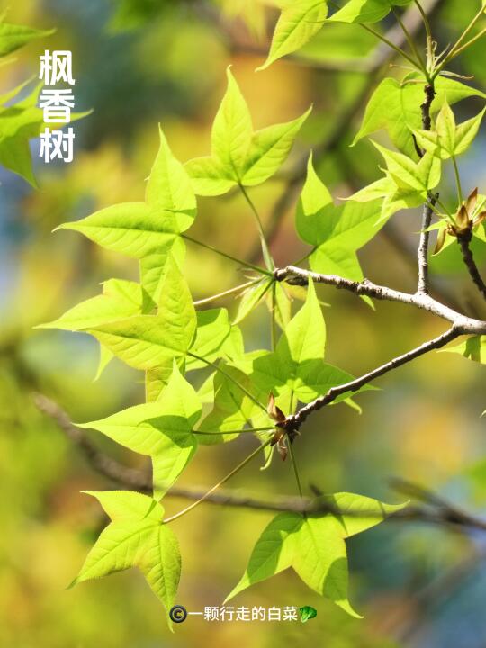 春日限定！枫香树的新生美学
