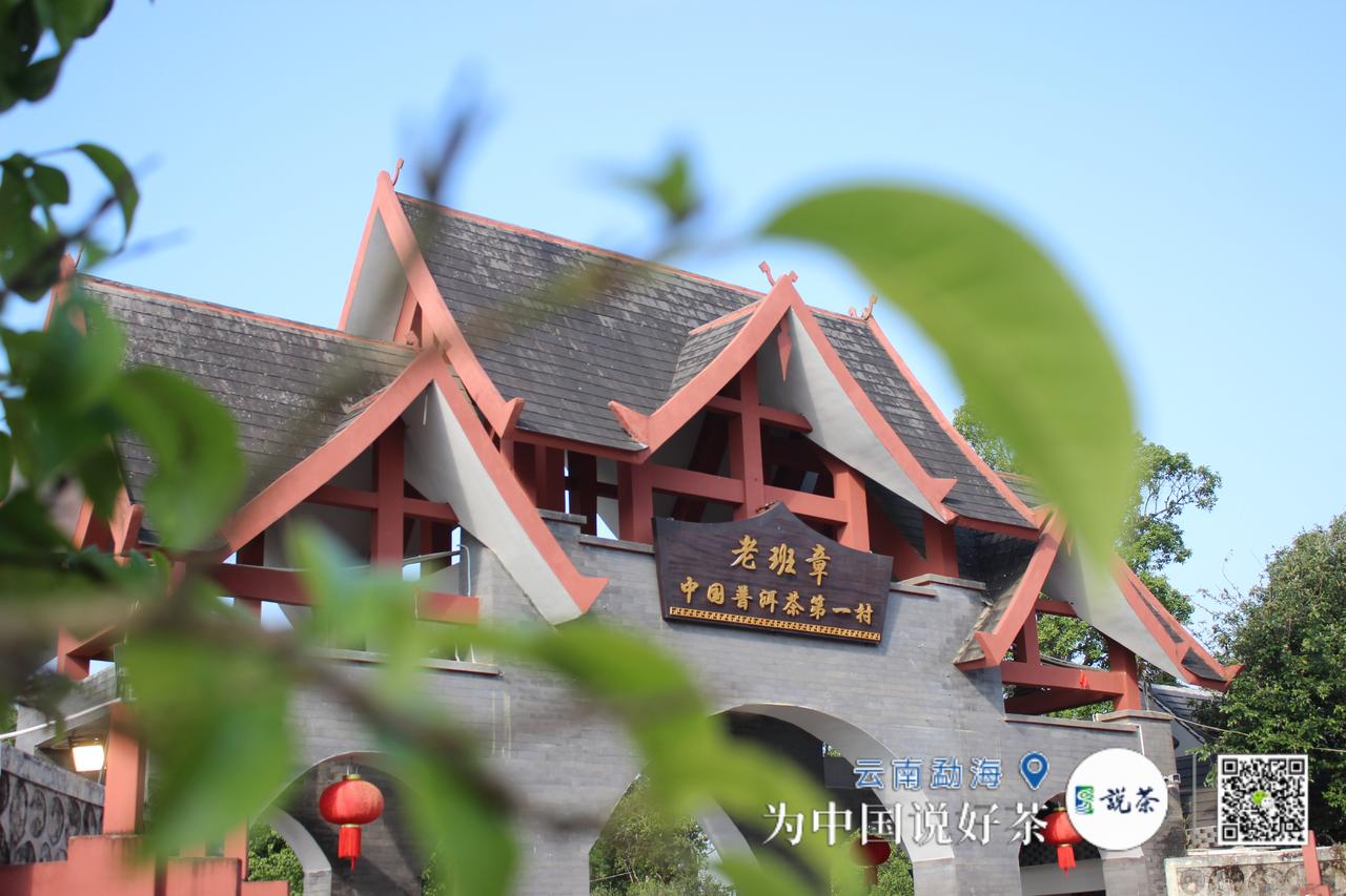 【大美中国云游茶乡·老班章】
近日，“说茶”小分队走进云南勐海，了解普洱春茶情况