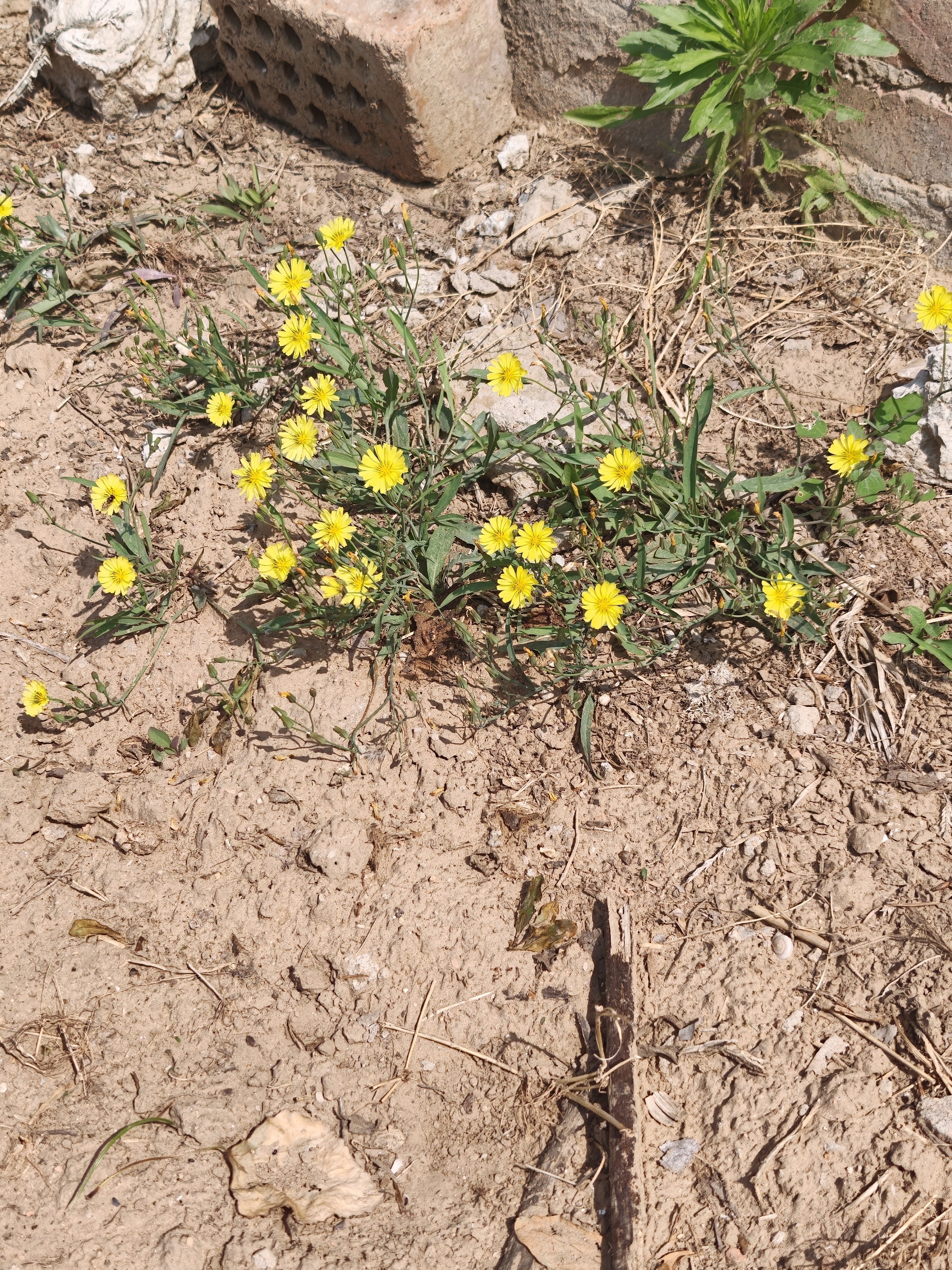 这花开的很漂亮，但是呢，在农村人眼里，它是地里的野草，是要锄掉的 