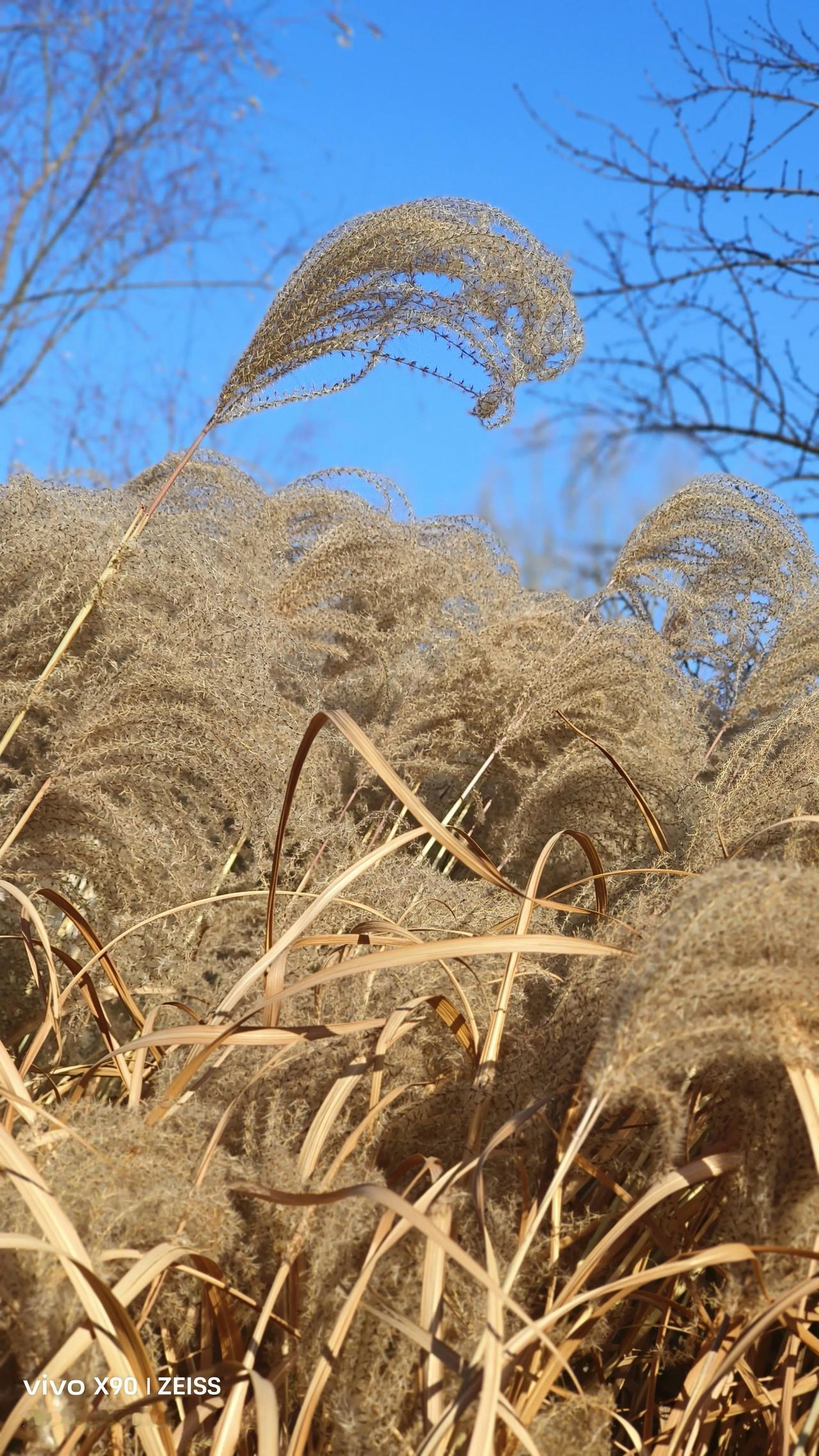 冬日生活打卡季琼瑶如心所愿的走了，没有留下财产遗属，她留下的巨额财产由两个家庭子