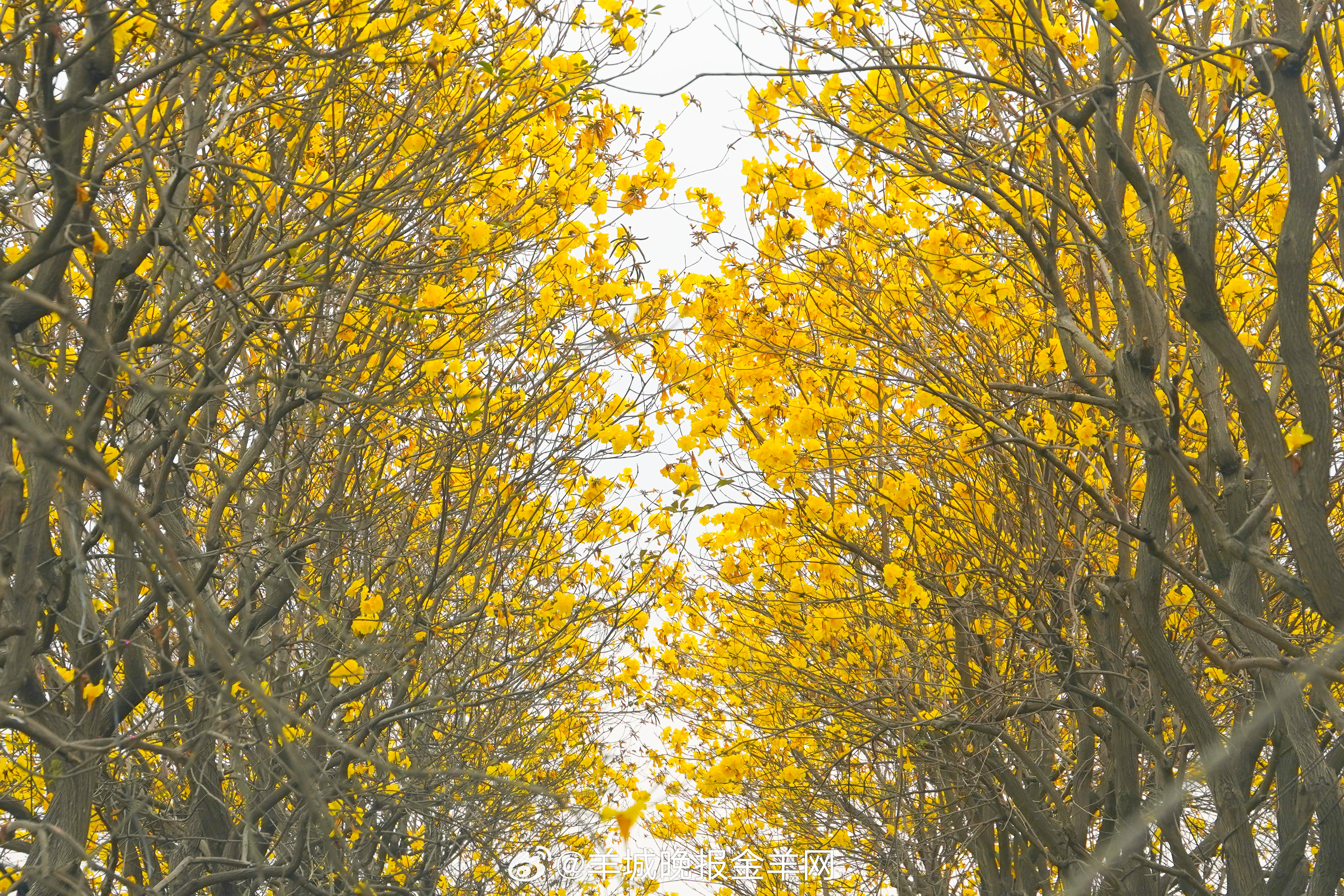 #晚安#刻意“无所事事”，让大脑得到休息，让内心平静。唯有放松好，才能更好地积蓄