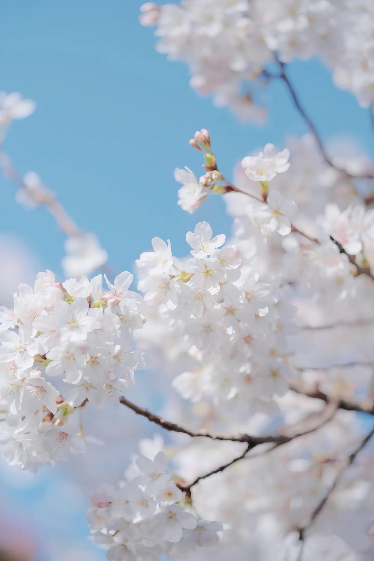 美国得想明白一件事，上世纪五十年代，咱们国家那么落后，一穷二白的时候，都没怕过你