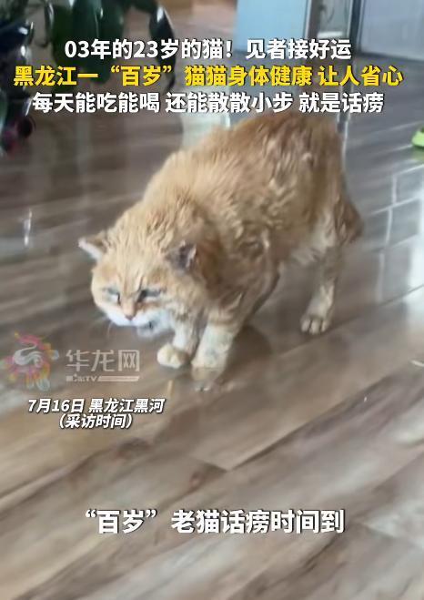万物皆有灵！黑龙江黑河，一只出生于2003年的猫咪如今已经23岁，堪称猫界的“百