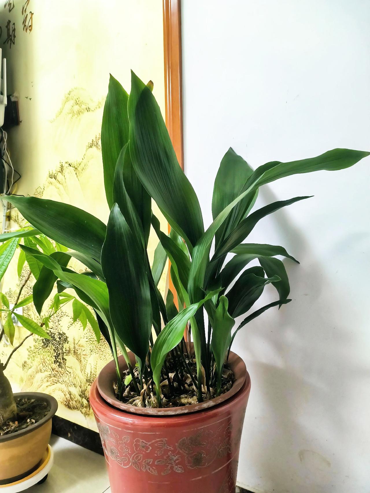 李校长是我的老同事，他有两绝：一是写大字，二是养花。

这两绝都与当校长有关。