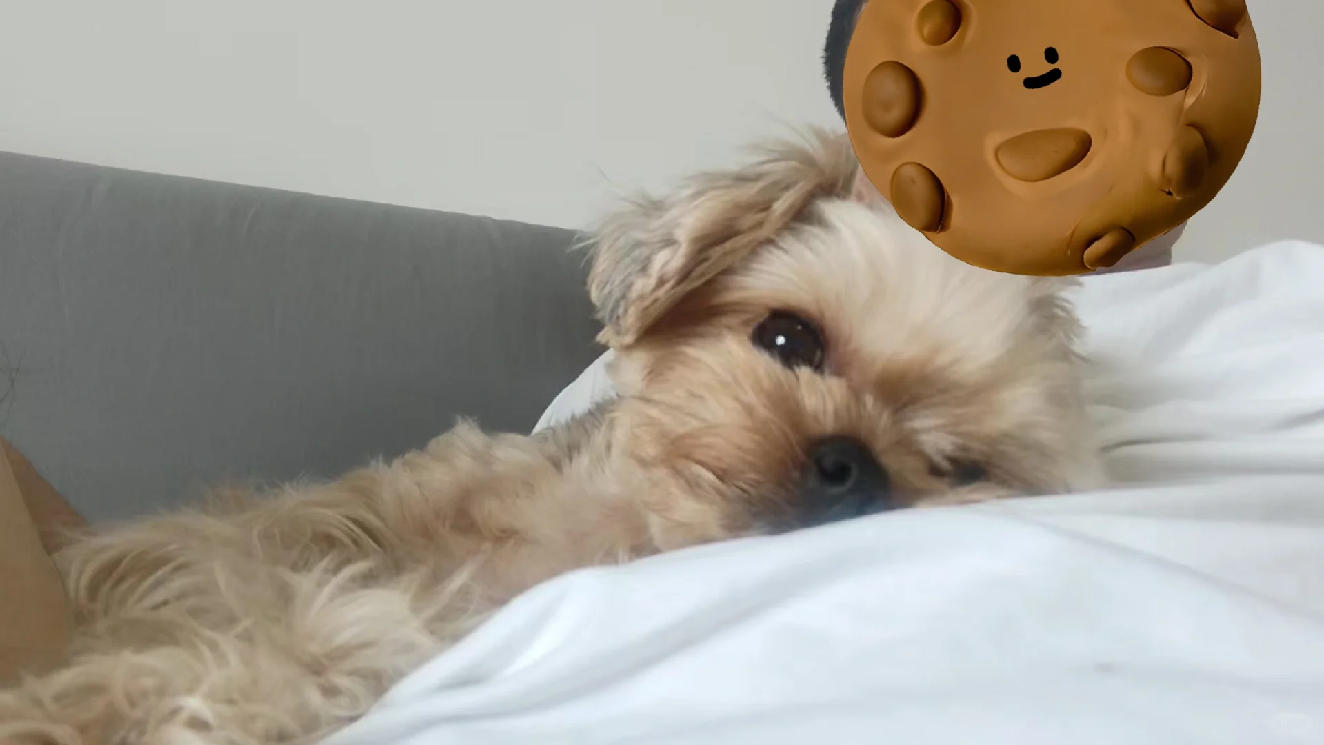想姐姐想得都扁了😞