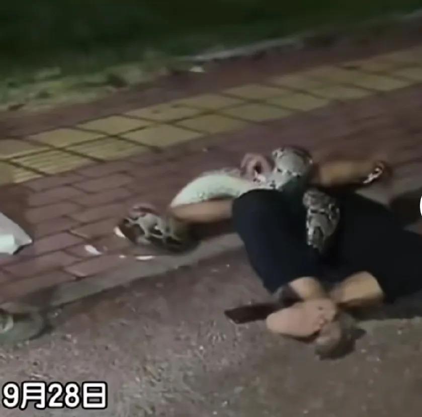 9月28日，广东惠州一个小区里上演了惊心动魄的一幕：一条两米多长的大蟒蛇竟然缠住