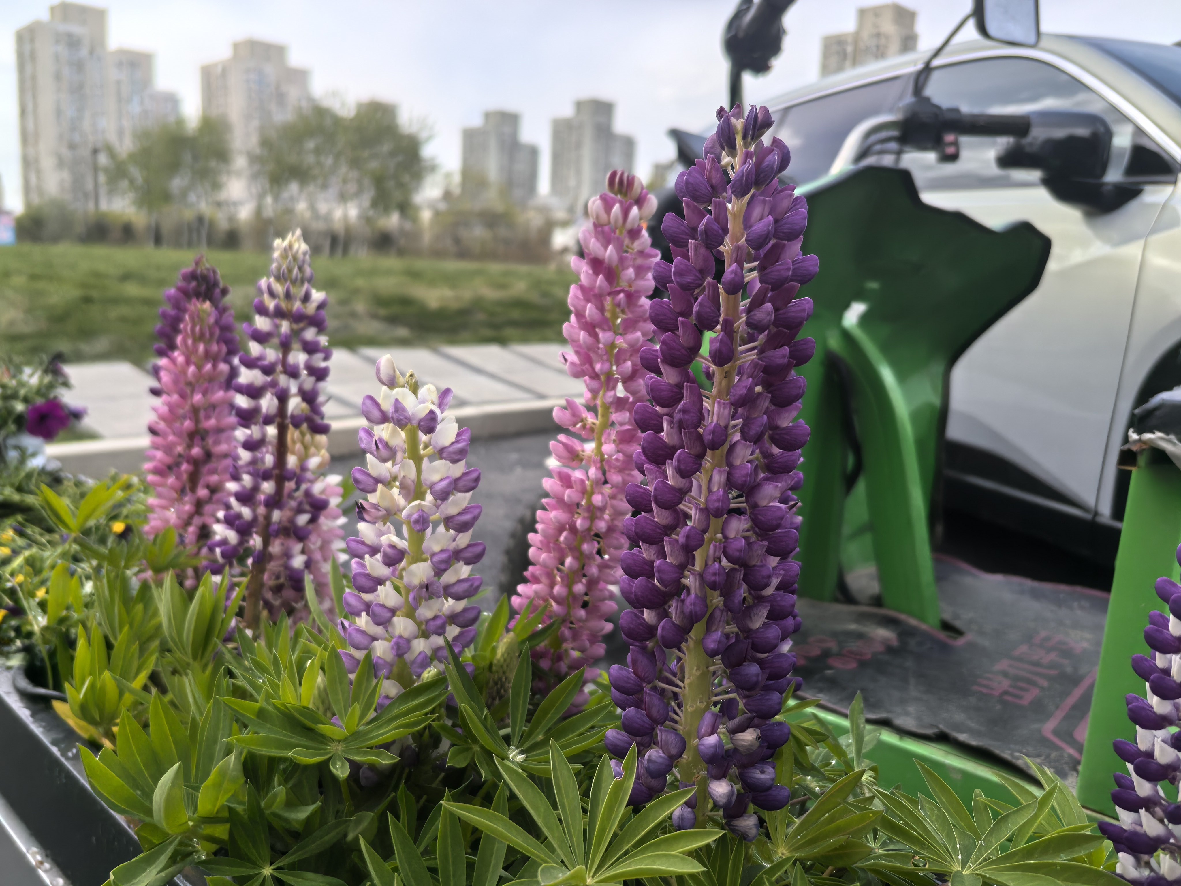 春日限定   春天的浪漫  1️⃣鲁冰花（羽扇豆）图里这几支高高低低、像小塔一样