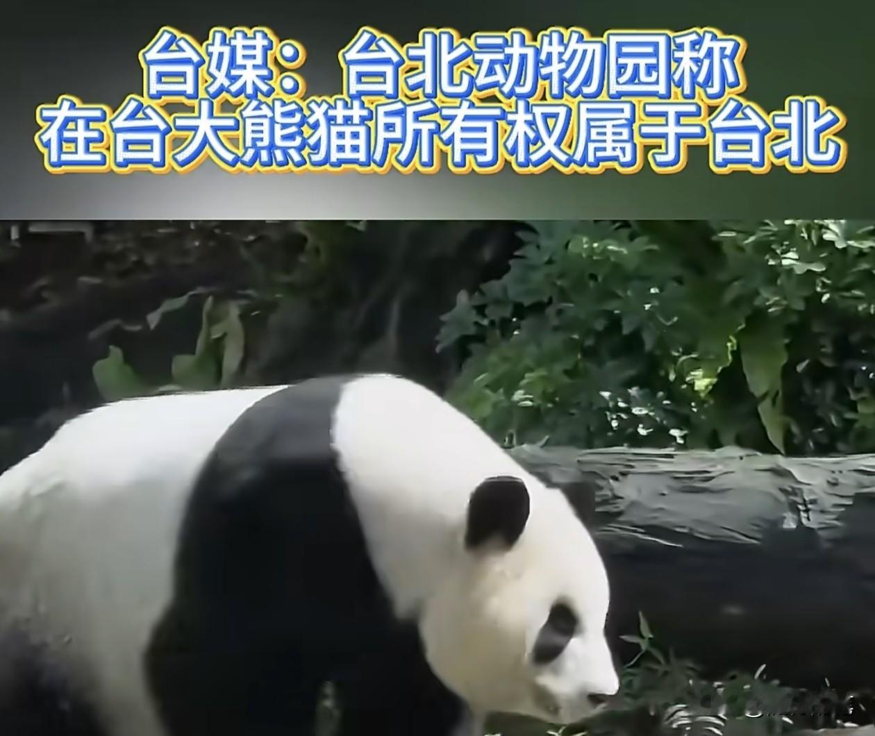 台北动物园强调在台的大熊猫所有权属于台湾。

台媒关注日本议员要交换台湾大熊猫的