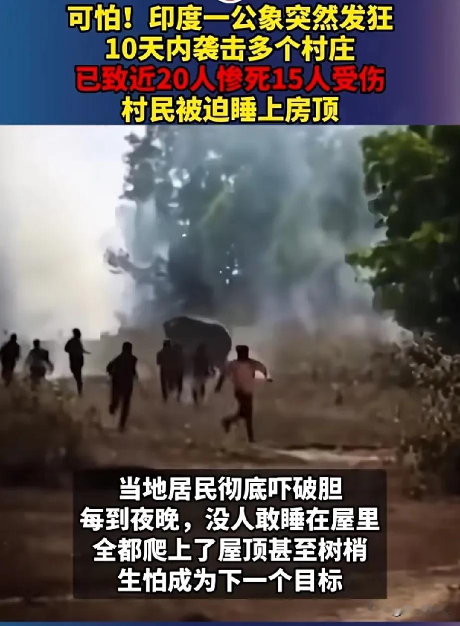 印度一头野生大象近日突然发狂，十天内已经连续袭击了多个村庄，已造成20人死亡，1