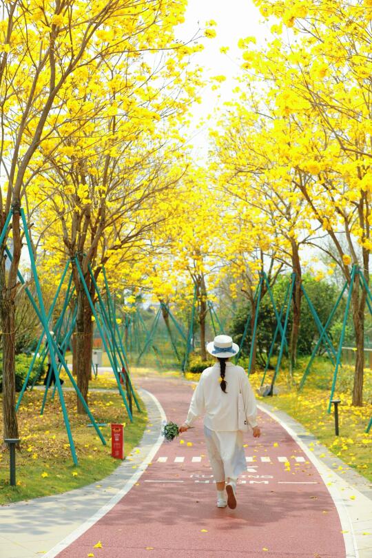 福州可以同时拍到黄花风铃木和樱花的新公园