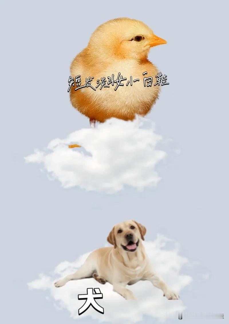 鸡腾云 犬🐕腾云，打一成语—————
鸡腾云：图中有只小鸡腾着云，像是快到天上