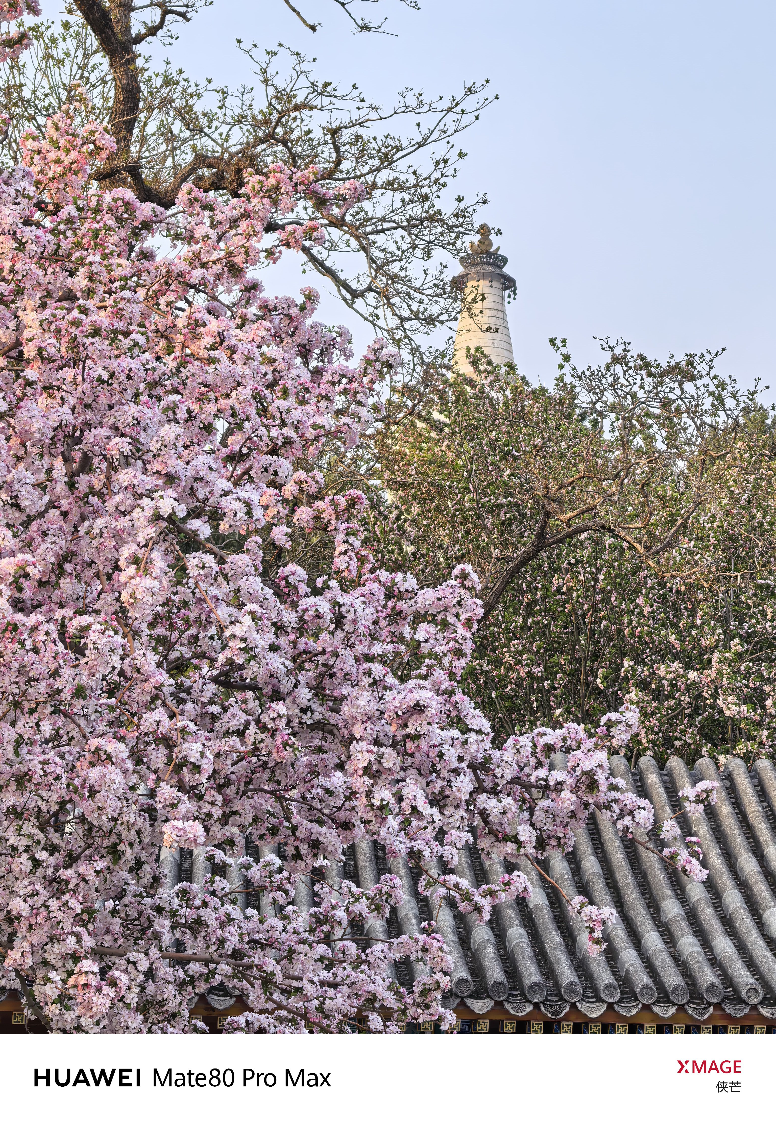 当海棠遇见北海，春天就有了具体的模样。粉花漫过檐角，白塔藏于林梢，落日为古建镀上