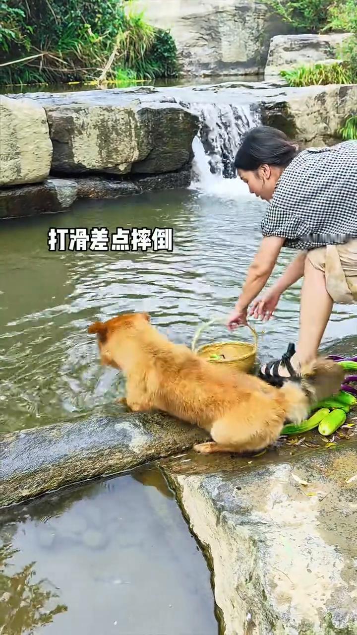 养了三年多，每次去河边都跟着。看到菜飘走，主人想下河捞，生怕主人有危险，打滑差点