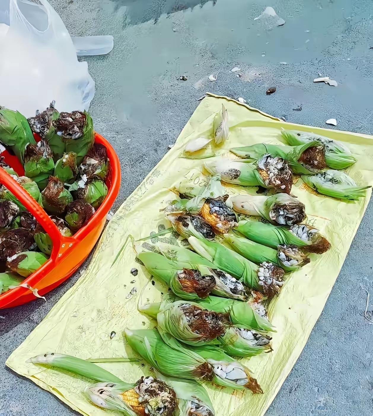 你知道这是什么吗？
玉米乌霉菌。
对于玉米，是灾害，可造成减产。
但是，嫩的乌霉