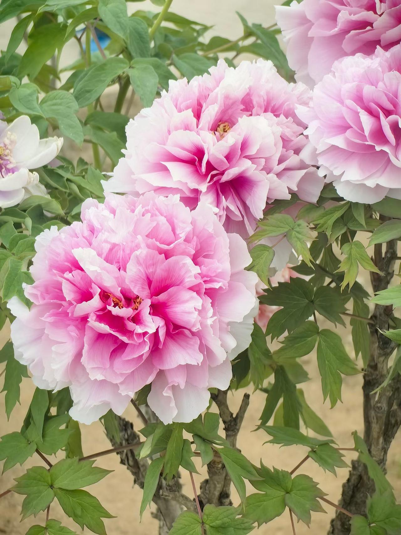 菏泽冠宇牡丹园