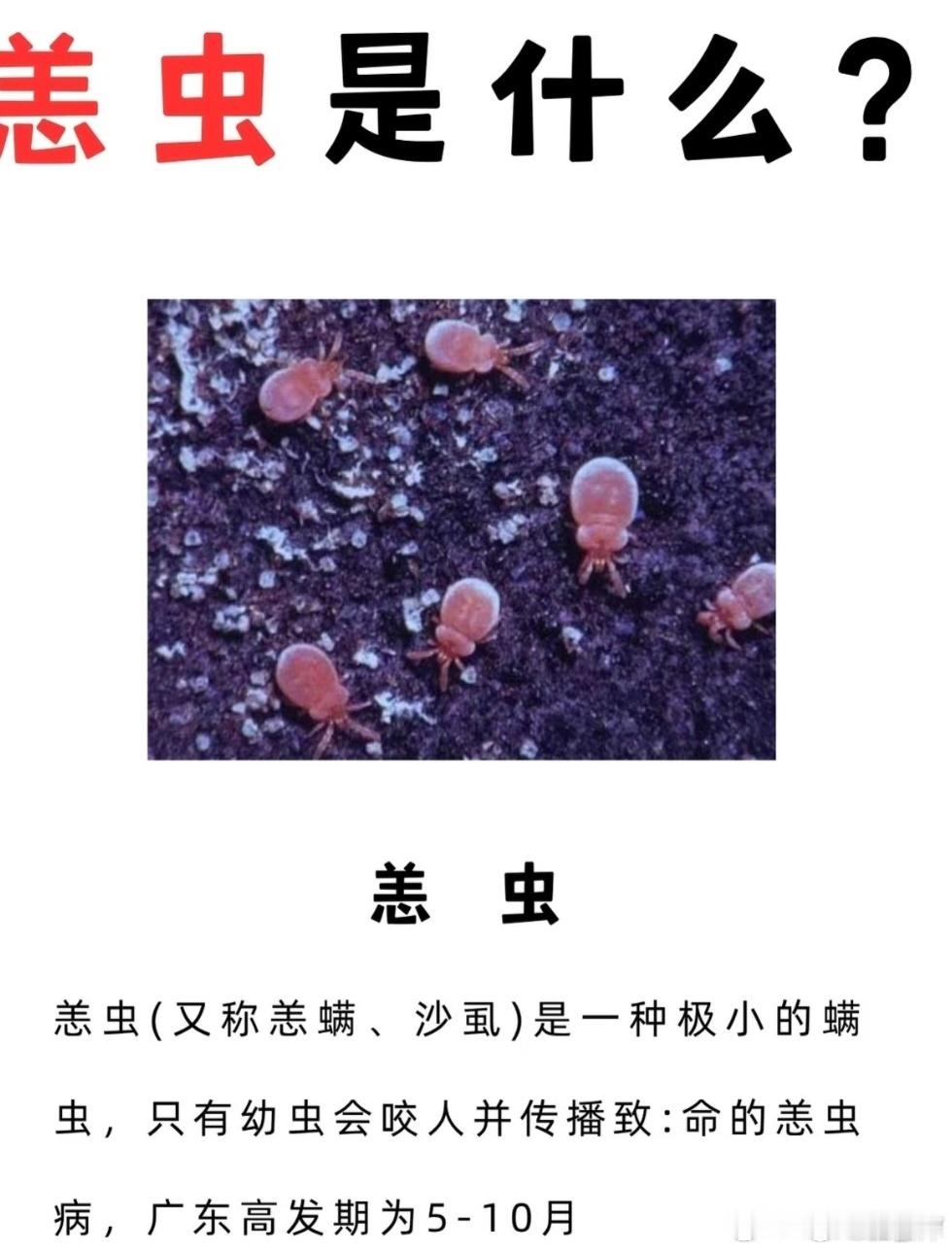 39岁博主被虫咬后感染离世恙螨幼虫叮咬传播"恙虫病东方体"病原体，老鼠是主要传染