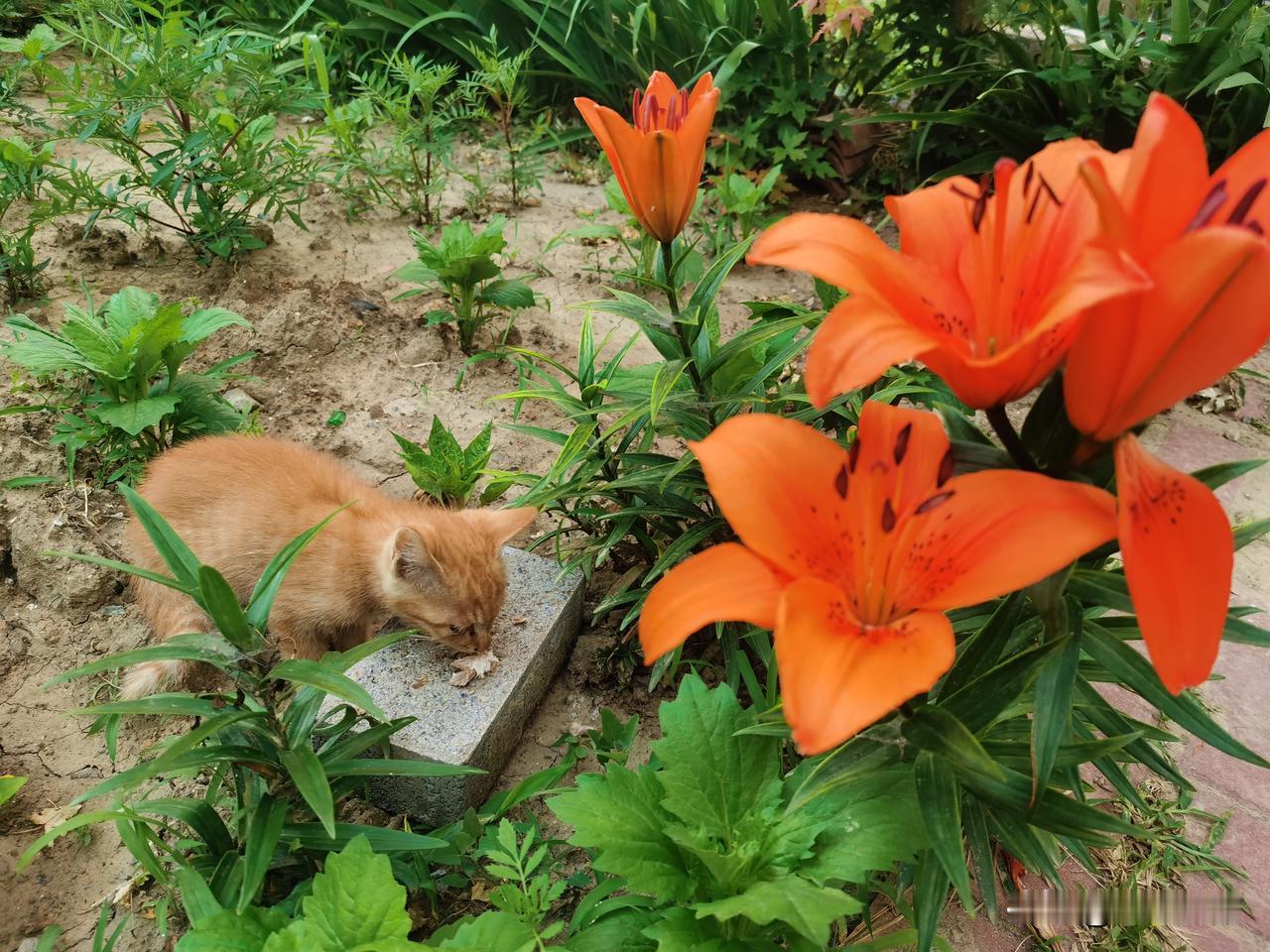  满眼繁花，满心清凉