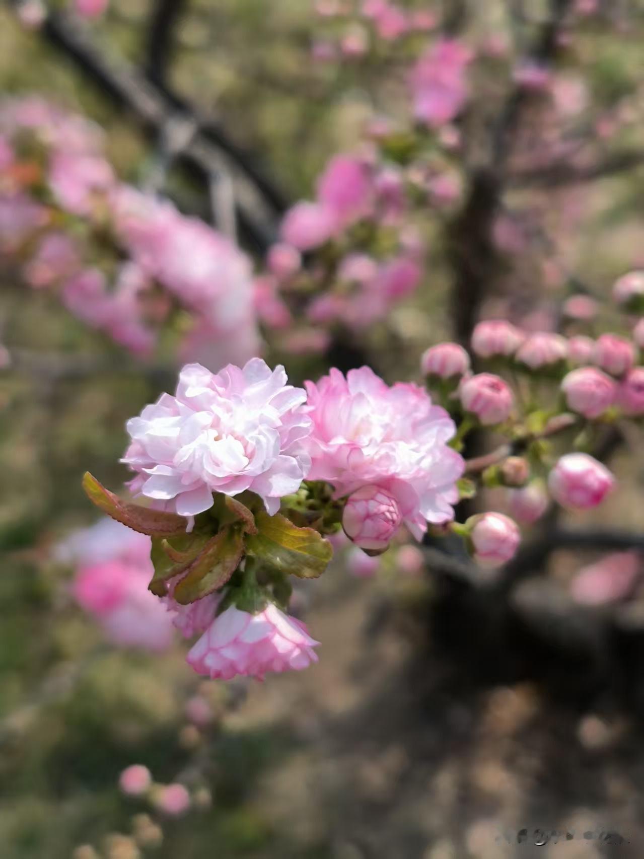 榆叶梅，粉嫩娇艳，看着就让人喜欢。
一个个花朵挨的紧密，花瓣也多，一枝多花，远远