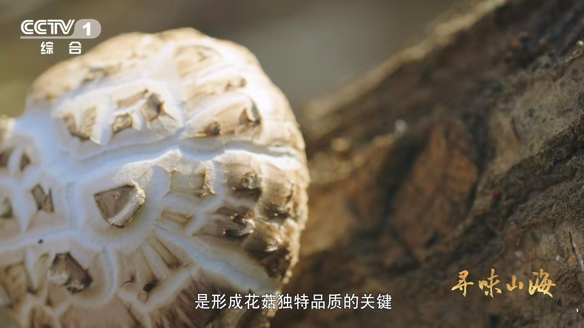 一种花菇可以有两种味道 干花菇的风味真的太绝了！经过自然或人工风干后，花菇内部的