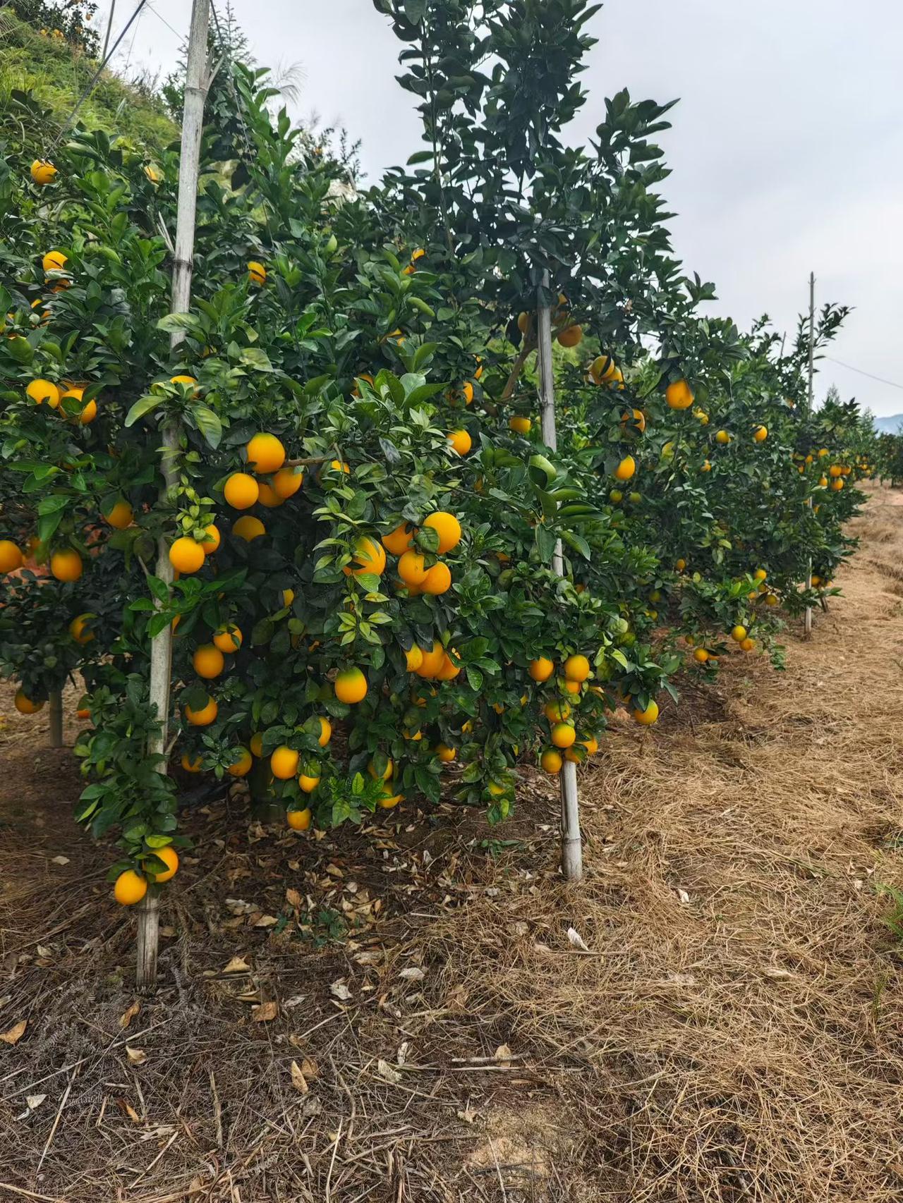 优质农产品 新鲜采摘 硕果累累 我的农村生活 果农