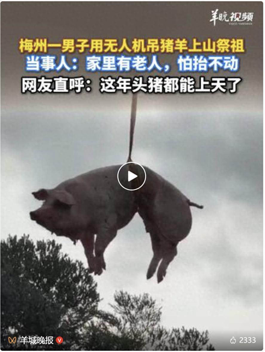 “猪真的能飞上天了！”广东梅州，一男子清明节要上山祭祖，可因为家里有老人行动不便