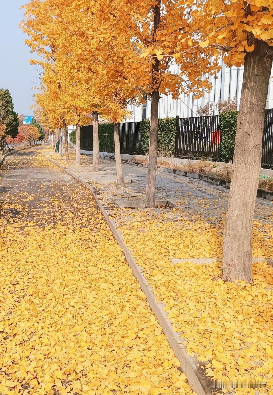 深秋街头的银杏叶，金色灿烂的叶子，怎么看都看不够！
红叶树的叶子，红的热烈，烈火