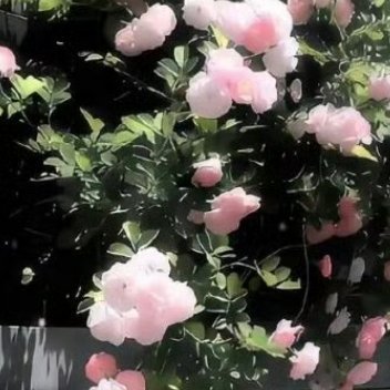 每日一善🌸阳光‎信用🌸每日‬一善真正决定一个人成就的也不是运气，而是严格的自