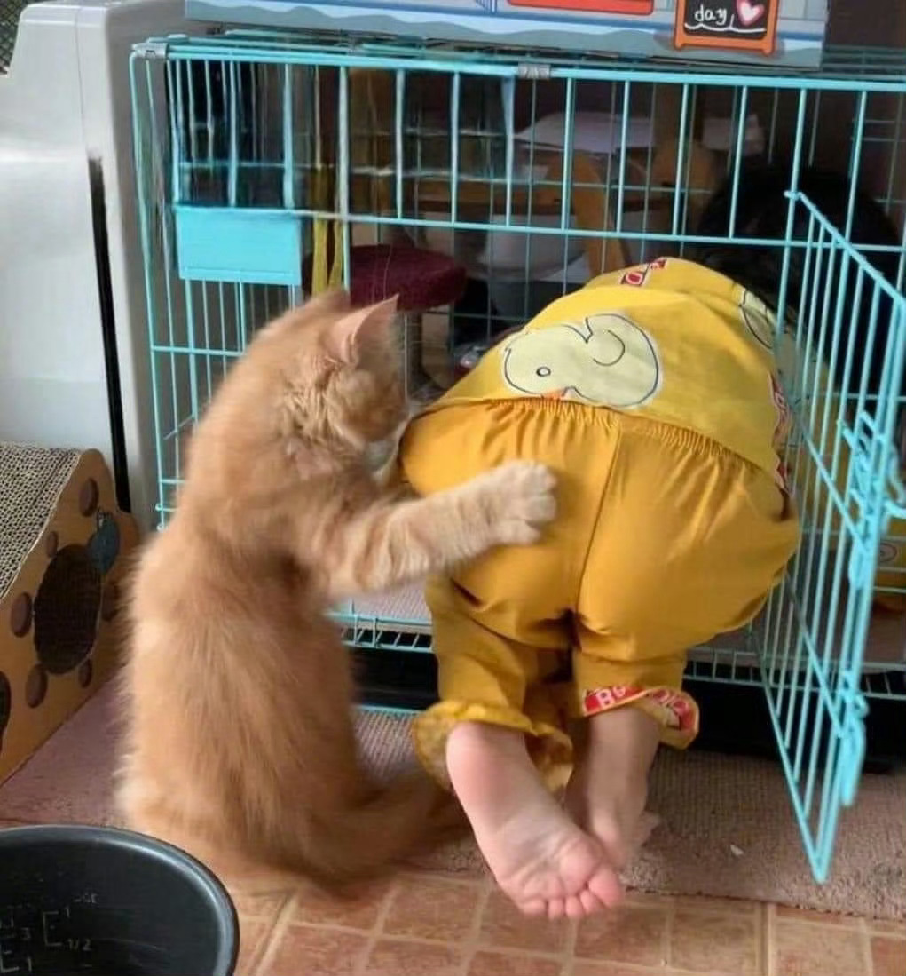 成功的把小主人关进笼子的猫…… ​​​