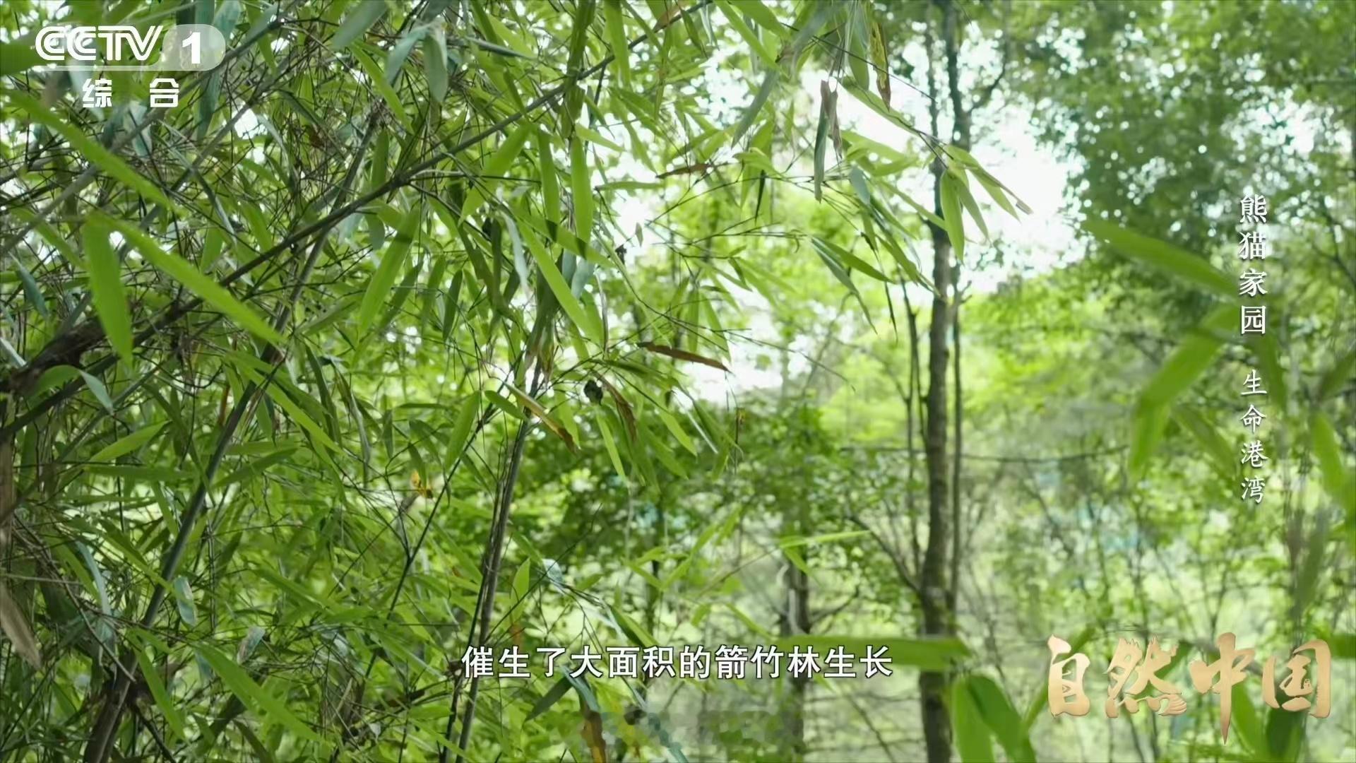 四川山上有个大水龙头四川一边出餐大熊猫一边吃 无人机视角下的雪宝顶云海，美得像特