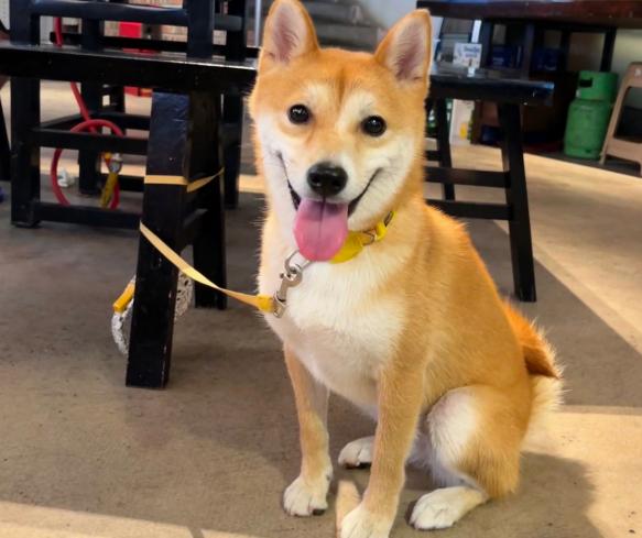 人大代表一席话问住养犬人：你的宠物狗，凭什么让他人付出代价？
当今社会，养一只宠