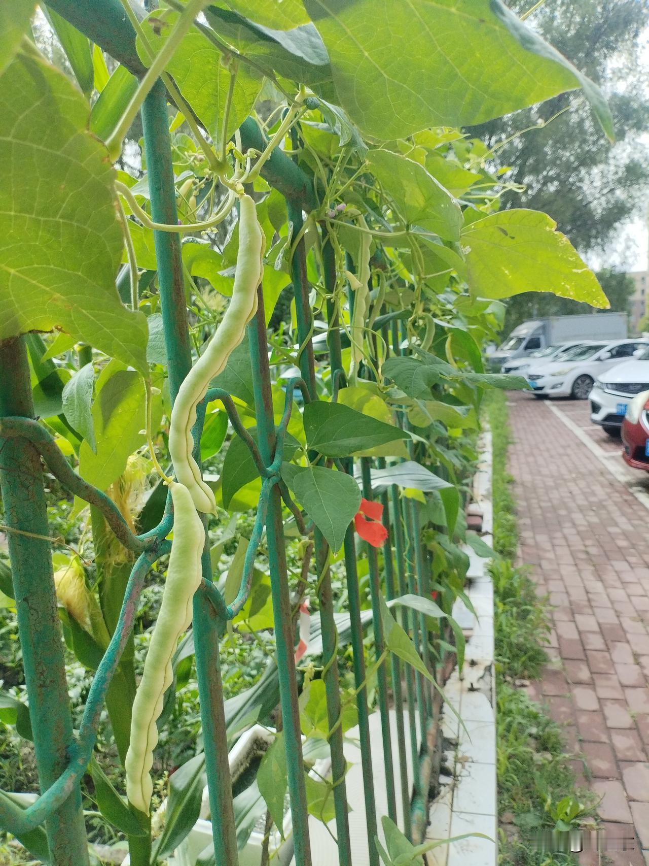 豆角吟
翠秧缠绕铁篱墙，
豆角摇曳影渐长。
凭轩相望含羞涩，
请续句……
（呢喃