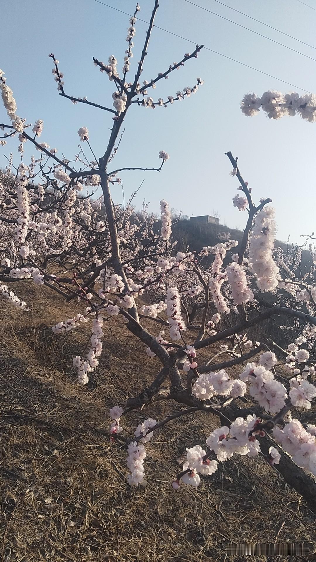 谁知道这是什么花？
北方的小伙伴们都让开，让南方的朋友们猜。猜对了请你们吃杏。