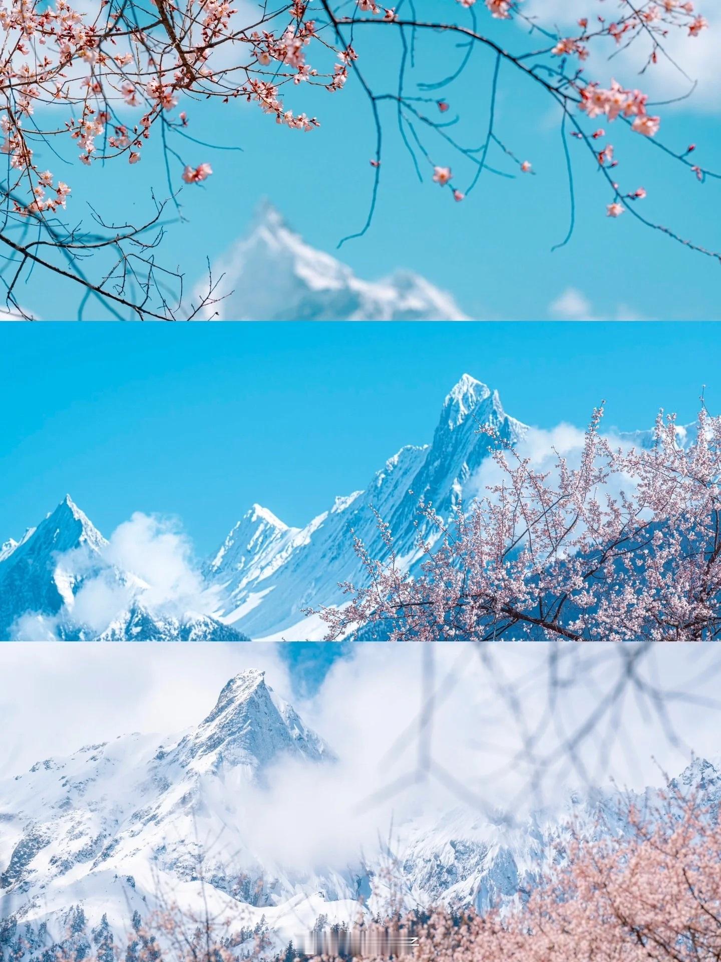 西藏桃花节｜赴一场雪山🏔️下的桃花盛宴🌸如果说，中国最美春天看林芝🌱林芝最