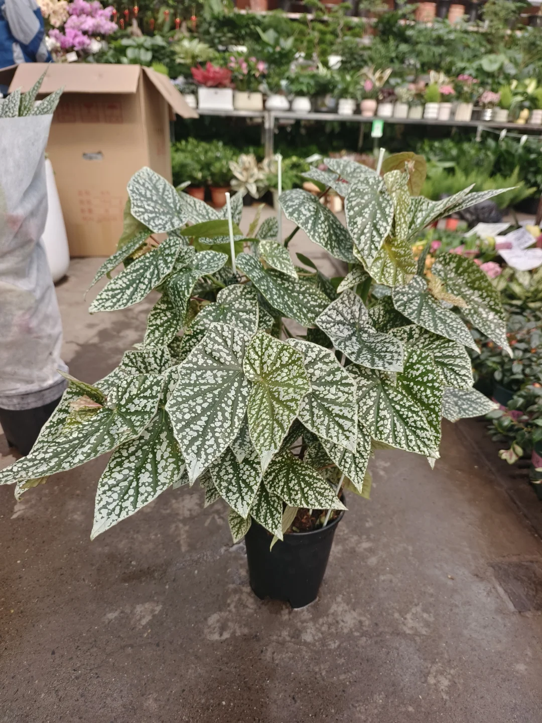 富士山秋海棠到新啦🧡乌鲁木齐绿植