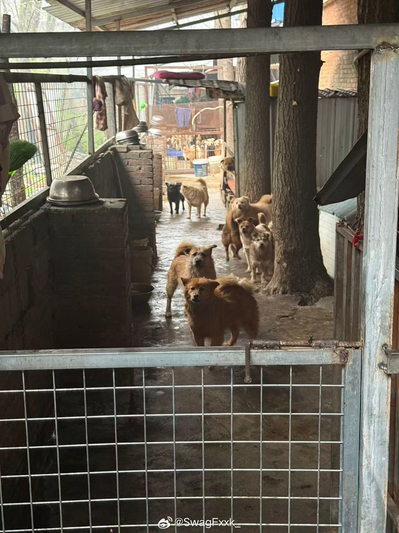 Psy.P发文宣传叶大姐流浪动物救助小院！呼吁有能力的爱心人士不妨也去看看，在那