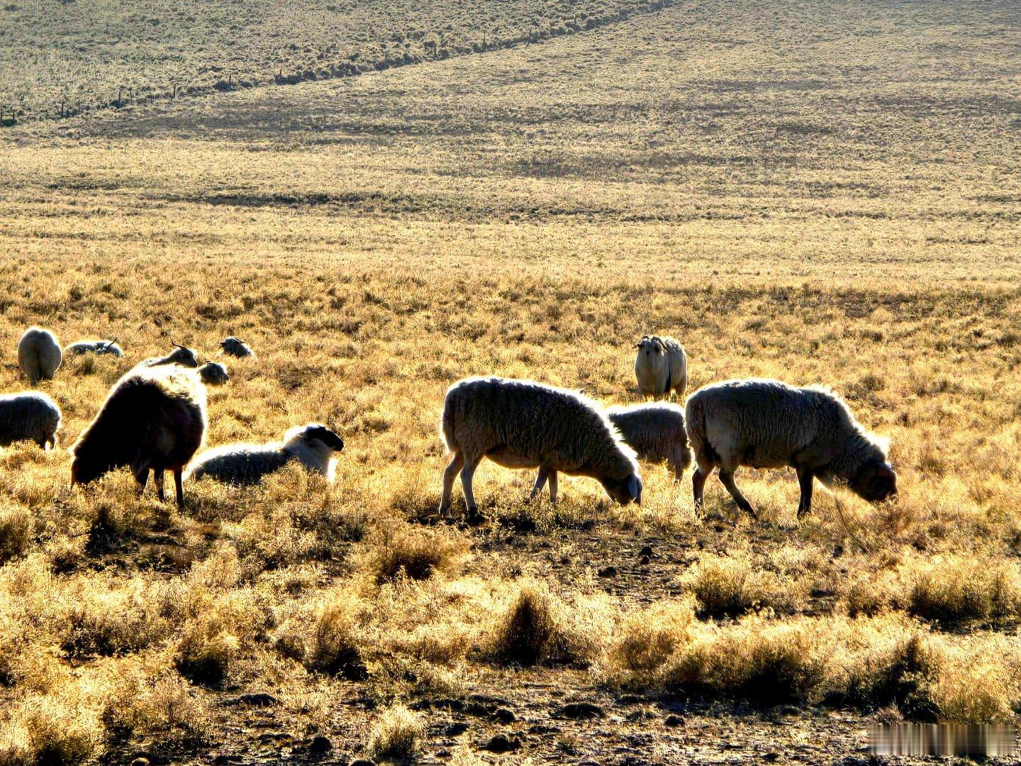 鄂尔多斯即景。      一年，宁夏与内蒙古区划界线会晤，我用内蒙古河套方言对内