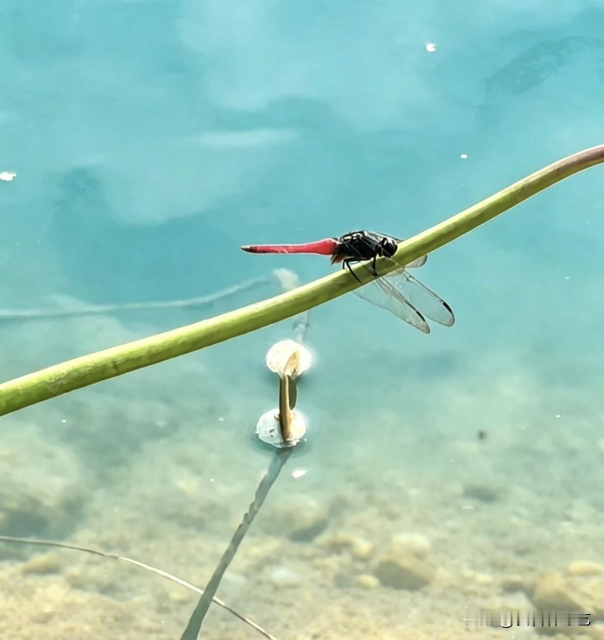 夏日生活打卡季澄澈碧水泛着浅浅波光，一只红尾蜻蜓静栖于青绿荷梗之上。通透薄翼轻轻