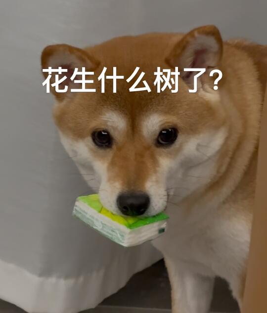 花生什么树了？怎么刚周二