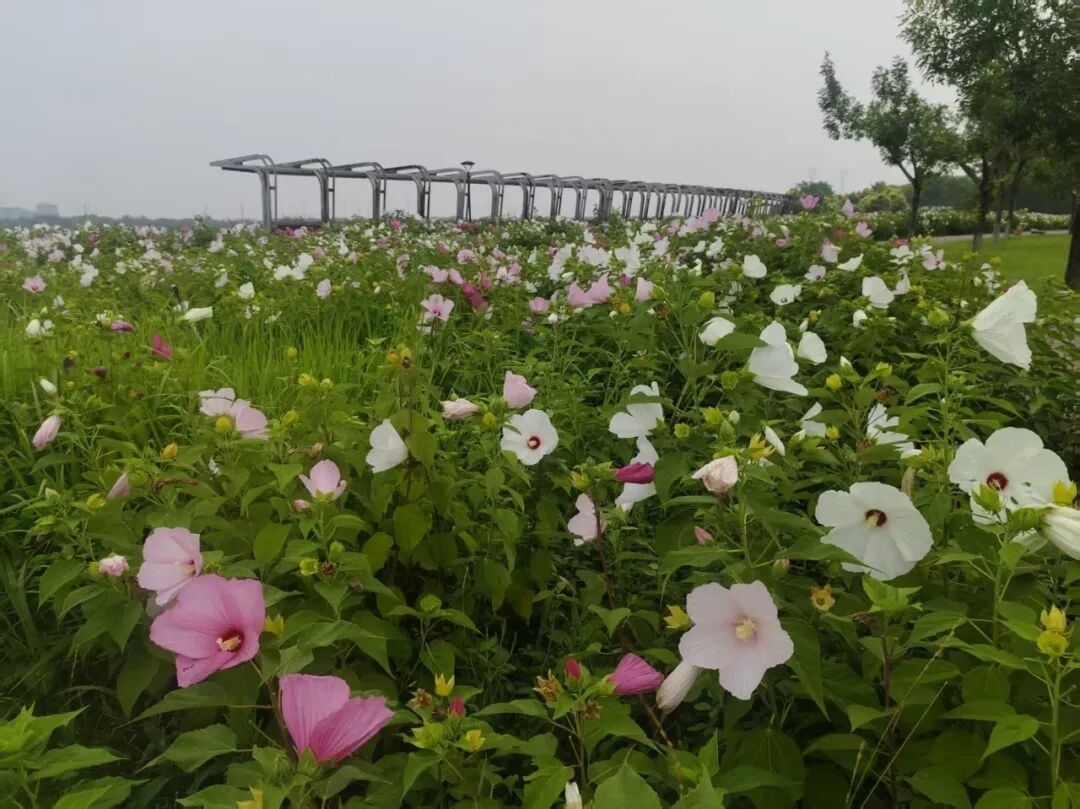 【石家庄滹沱河畔大花秋葵绚烂绽放】盛夏蝉鸣阵阵，石家庄滹沱河生态区绿意盎然、繁花