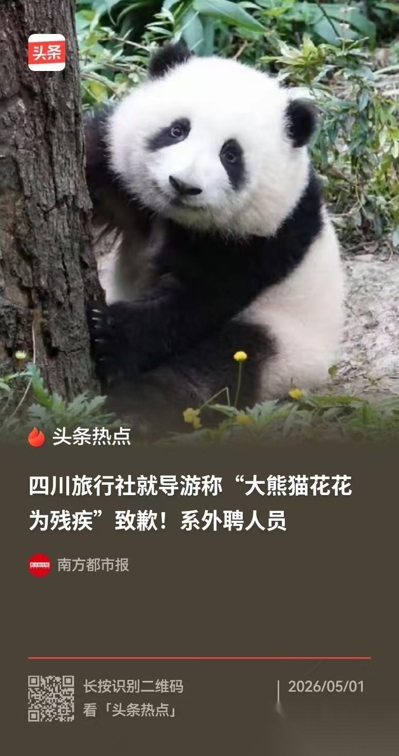 四川成都，导游带着团，到大熊猫繁育研究基地参观，结果在讲解网红大熊猫花花时，他居