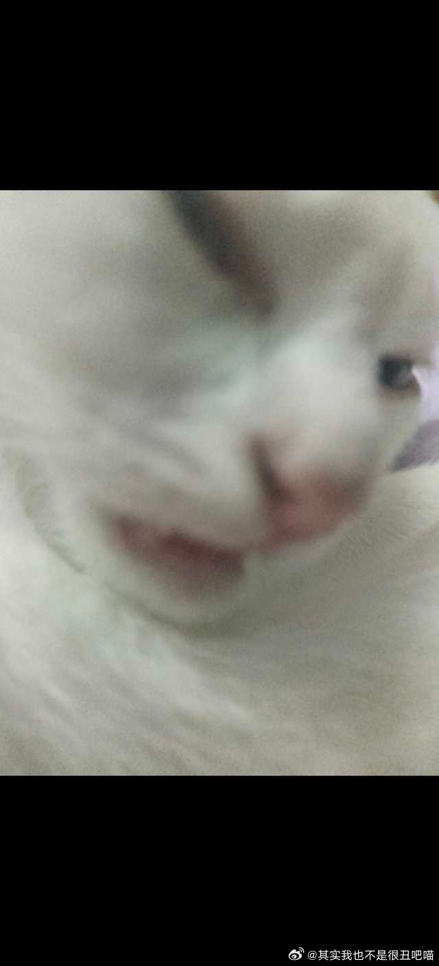 50565【丑猫】挑战最丑白猫 