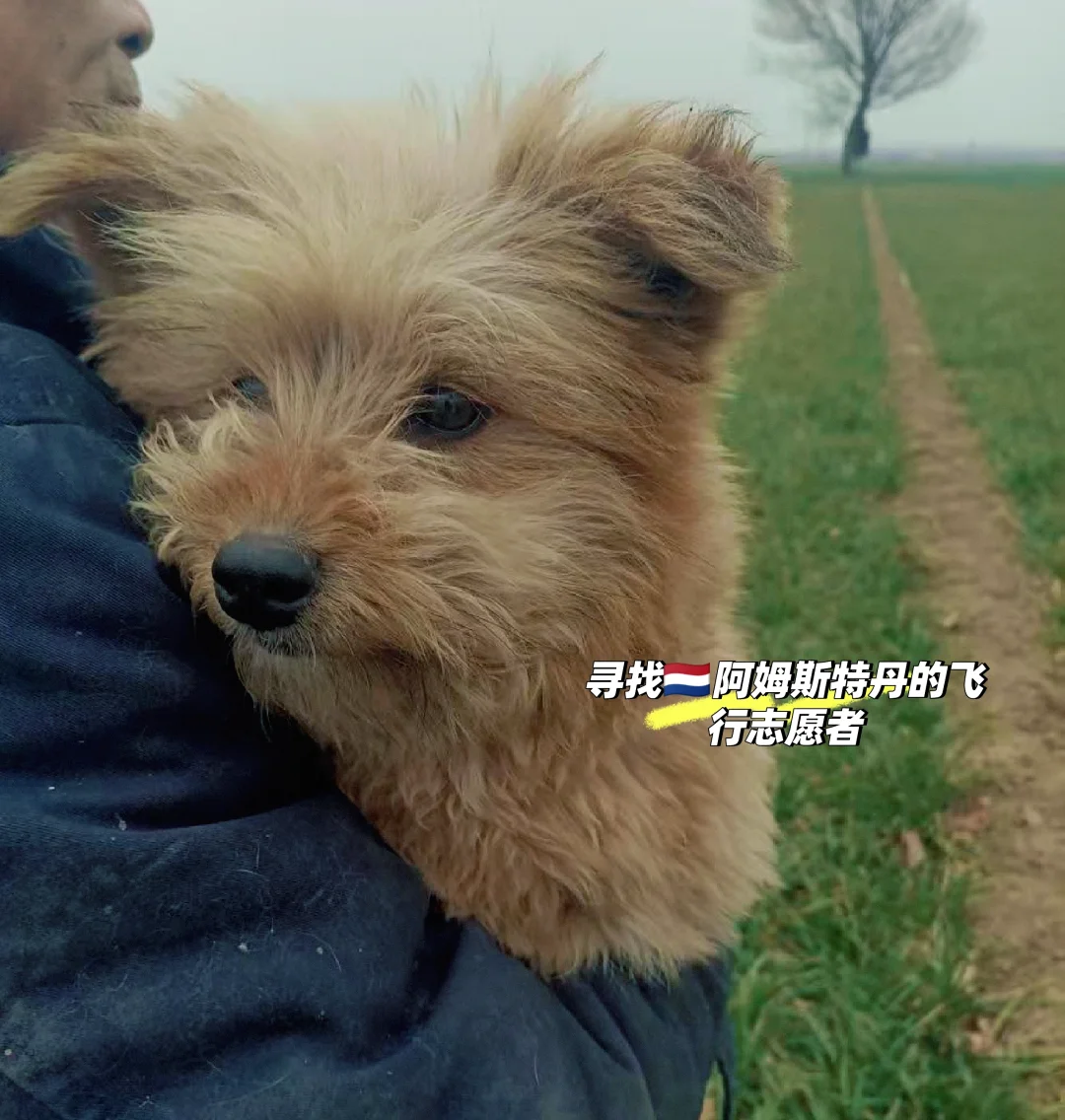 近期有飞🇳🇱阿姆斯特丹的姨姨吗🥺