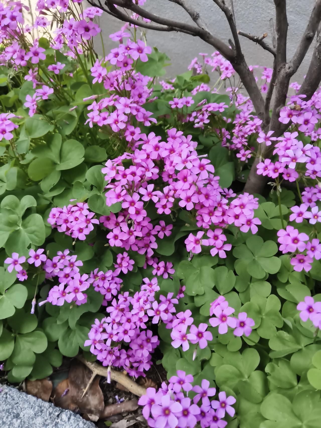 心形的绿叶挤挤挨挨，像撒了一地细碎的小爱心，托着星星点点的小花。五片花瓣舒展成温