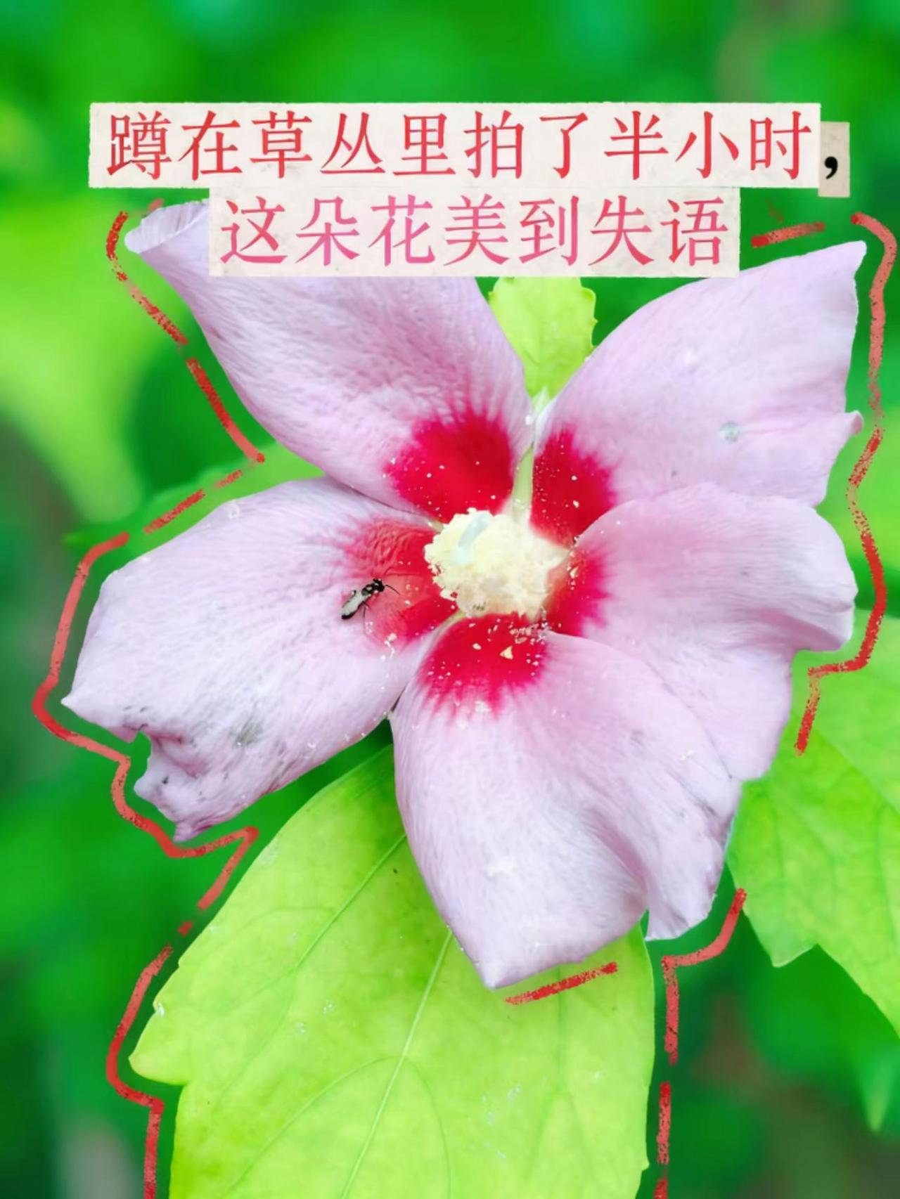 美食创作人 大自然的神奇造物 植物观察日记 美食推荐官 一汽大众帮你实现雪糕自由