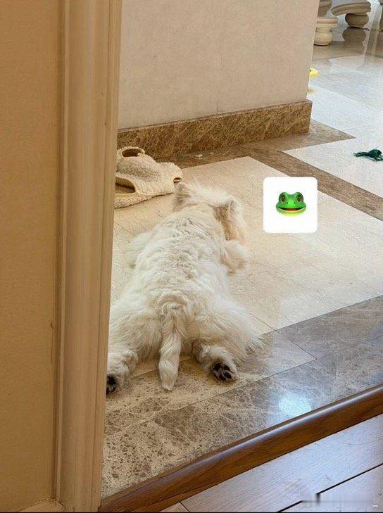 我真的好爱我的狗一想到下个月要出去玩几天要离开她就很emo..那我以后去留学了怎