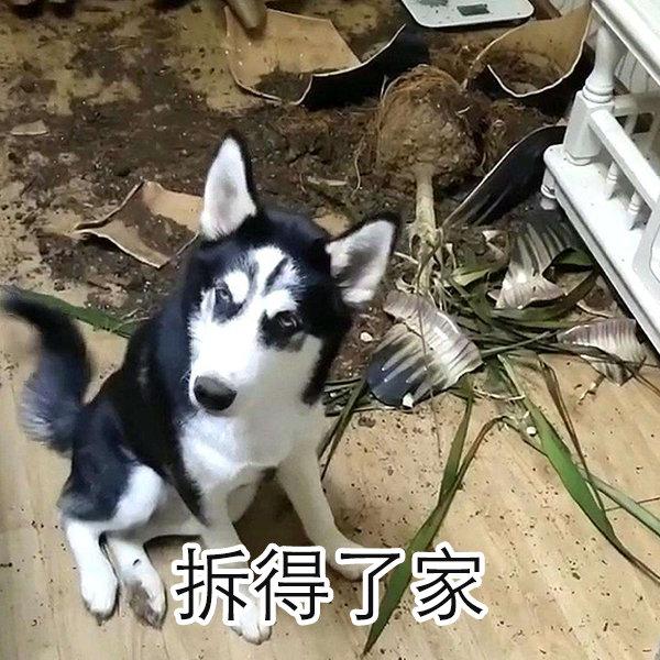 这些宠物上辈子可能不是宠物,只不过这辈子投错了胎才成了宠物~