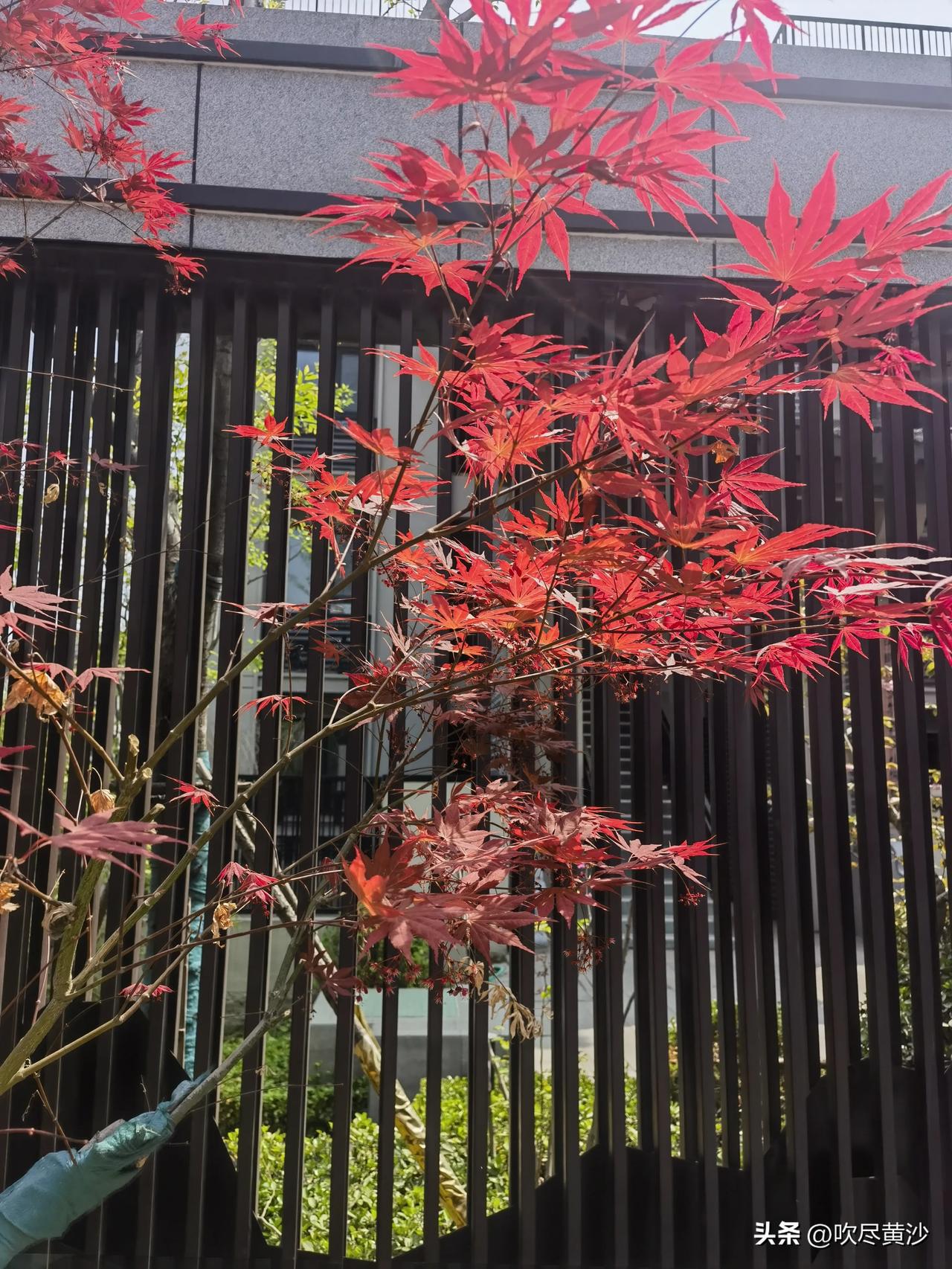 岁月赠肉二百斤，
我用减肥废光阴。
昨天瘦去今日长，
肚皮不负吃货心。
#回忆减
