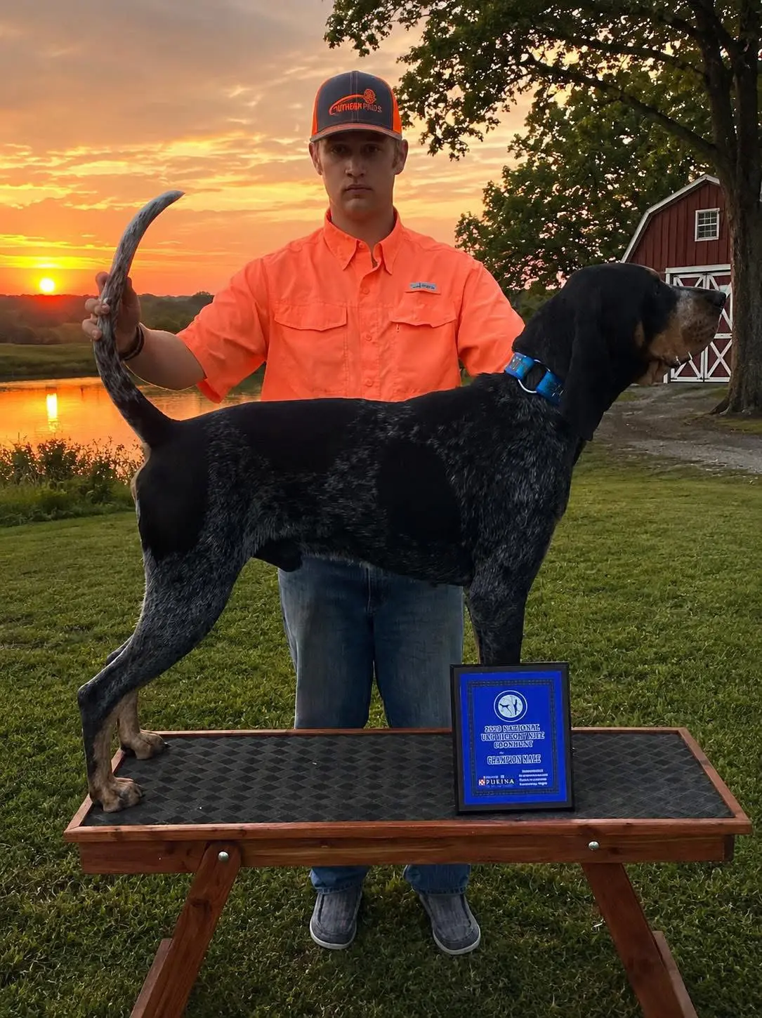 Bluetick coonhound