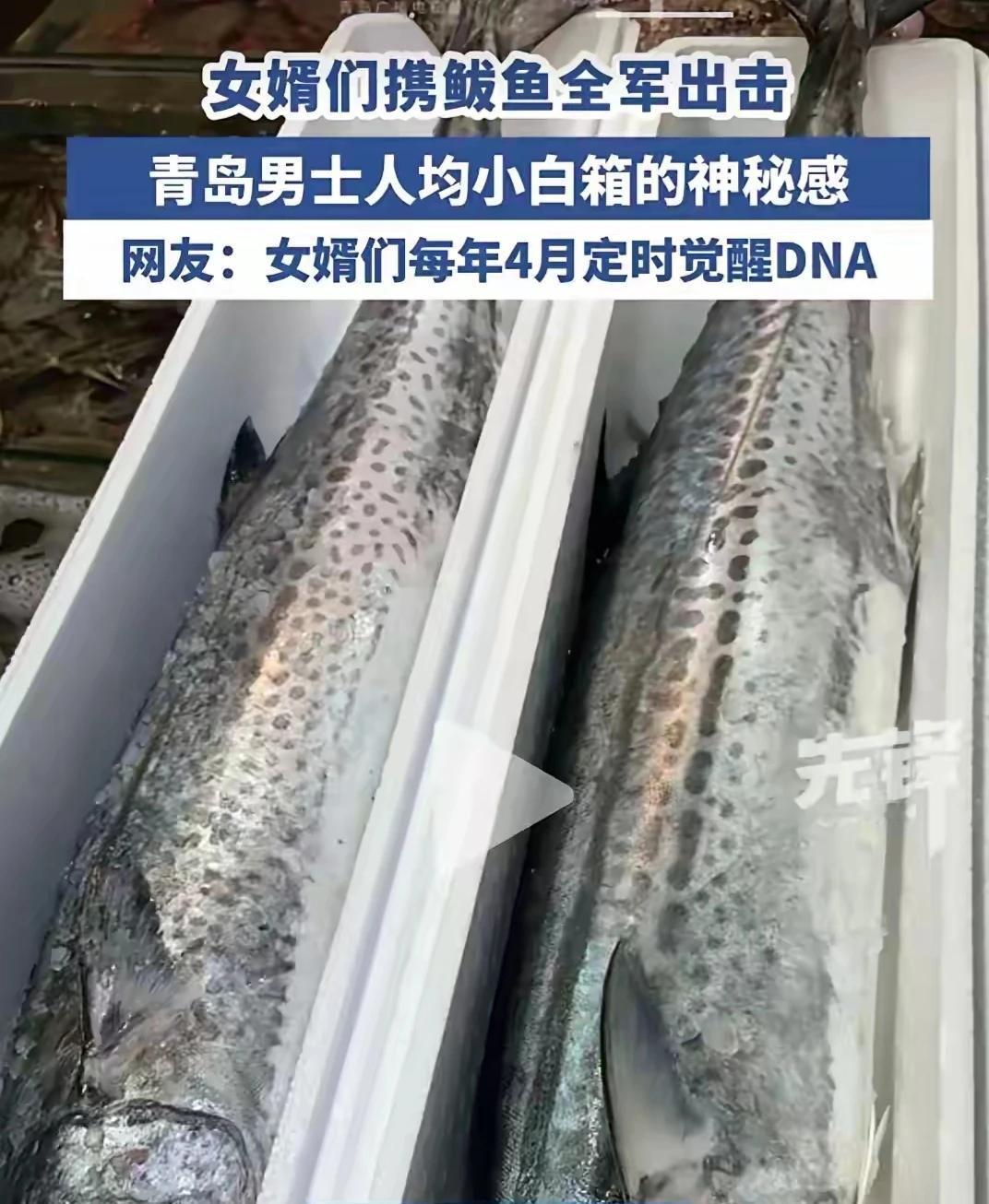 今天青岛封海了，人们都放假了，鲅鱼最后一波了，再说母亲节也即将来临，价格疯涨了，